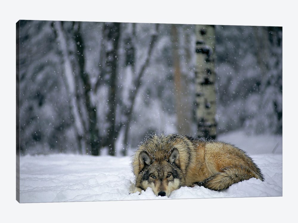 Gray Wolf In The New-Fallen Snow At The International Wolf Center, Near Ely, Northern Minnesota by Joel Sartore 1-piece Canvas Print