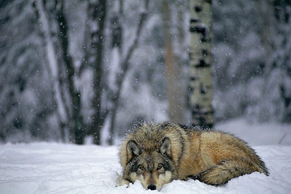 Wolves: Gray Wolf In The New-Fallen Snow At The International Wolf Center, Near Ely, Northern Minnesota by Joel Sartore