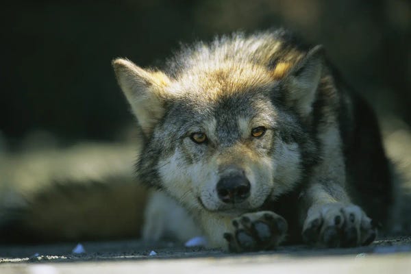Joel Sartore: Gray Wolf Resting On Beach I by Joel Sartore
