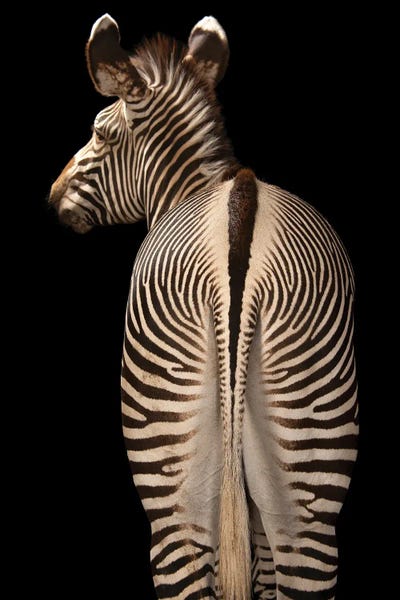 Zebras: Grevy's Zebra At The Lee G Simmons Conservation Park And Wildlife Safari Near Ashland, Nebraska by Joel Sartore