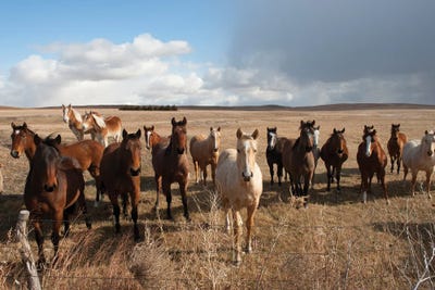 Horses Along The Highway Near Lakeside, Nebraska by Joel Sartore art print