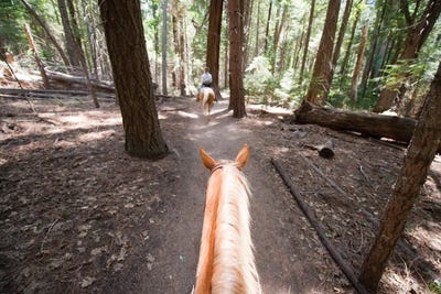 Horses Are Ridden Through King's Canyon National Park by Joel Sartore art print