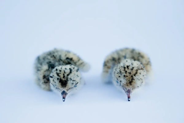 Joel Sartore: Hours-Old Least Tern Chicks Sleep As They‚Äôre Photographed Near North Bend, Nebraska by Joel Sartore
