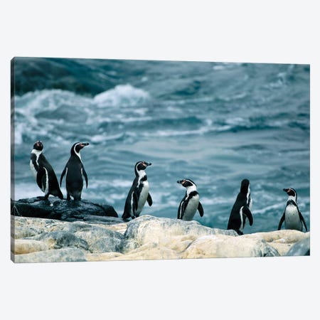 Humboldt Or Peruvian Penguins On A Rocky Shore Canvas Print #SRR289} by Joel Sartore Canvas Art
