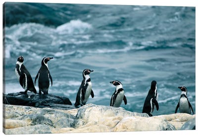 Humboldt Or Peruvian Penguins On A Rocky Shore Canvas Art Print - Joel Sartore