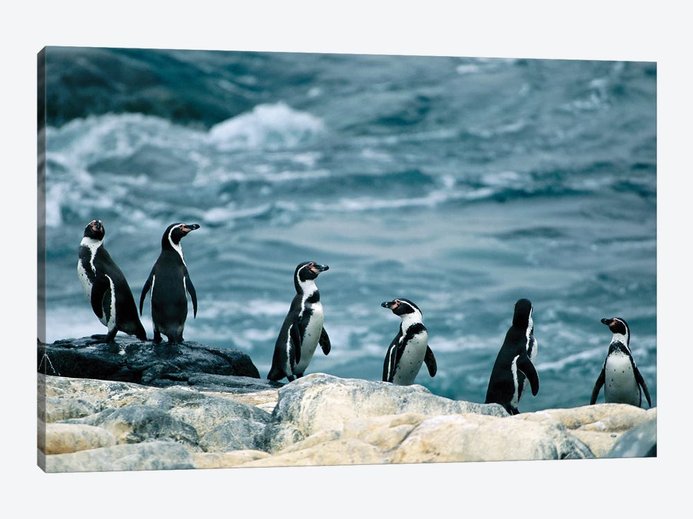 Humboldt Or Peruvian Penguins On A Rocky Shore by Joel Sartore 1-piece Canvas Wall Art