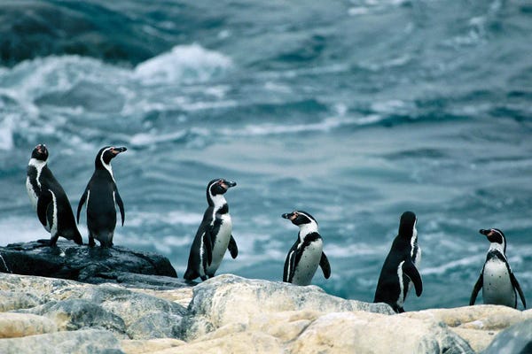 Joel Sartore: Humboldt Or Peruvian Penguins On A Rocky Shore by Joel Sartore