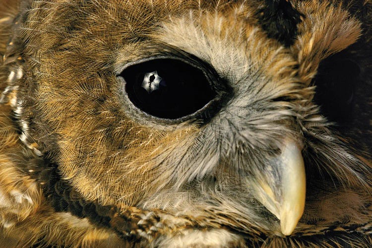 A Close View Of A Northern Spotted Owl At Washington Park Zoo