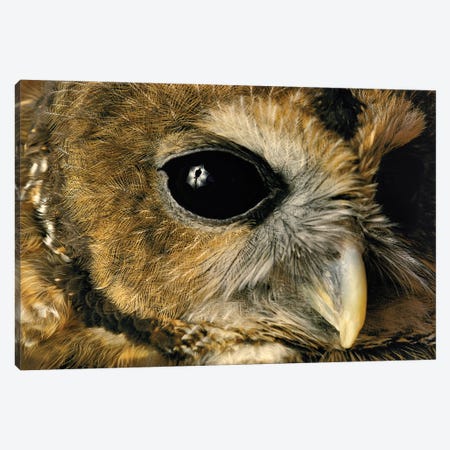 A Close View Of A Northern Spotted Owl At Washington Park Zoo Canvas Print #SRR28} by Joel Sartore Art Print