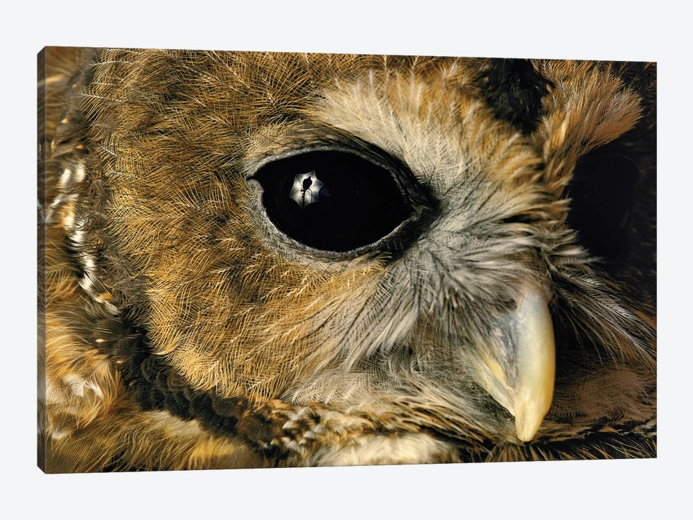 A Close View Of A Northern Spotted Owl At Washington Park Zoo by Joel Sartore 1-piece Canvas Wall Art