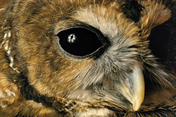Joel Sartore: A Close View Of A Northern Spotted Owl At Washington Park Zoo by Joel Sartore