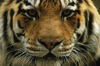A Close View Of The Face Of A Male Siberian Tiger At Omaha‚ Henry Doorly Zoo And Aquarium by Joel Sartore framed wall art