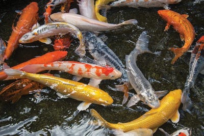 Koi At The Taronga Zoo by Joel Sartore canvas print