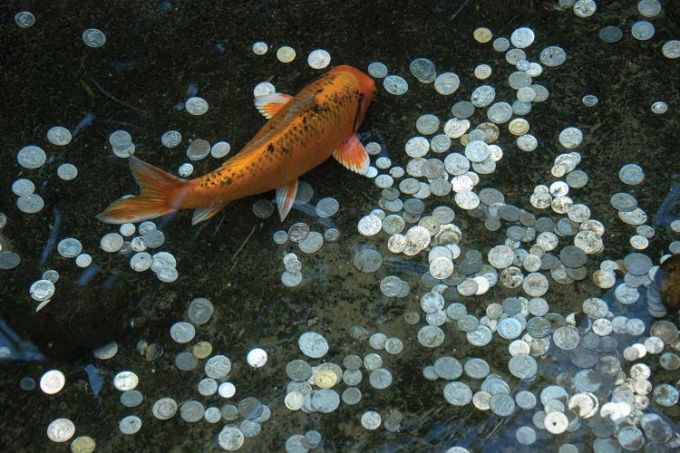 Koi With Coins In A Display At The Taronga Zoo