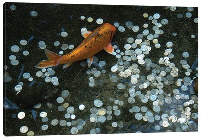 Koi With Coins In A Display At The Taronga Zoo Canvas Art Print - Koi Fish Art