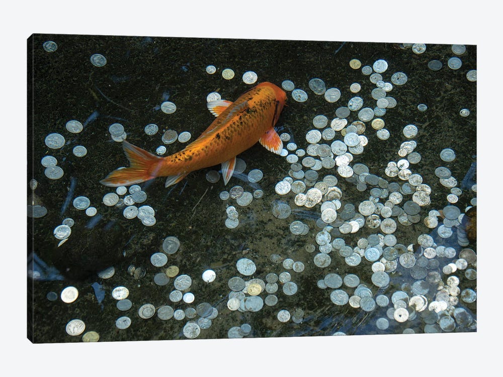 Koi With Coins In A Display At The Taronga Zoo by Joel Sartore 1-piece Canvas Print