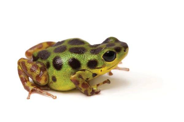 Joel Sartore: La Gruta Morph Of The Strawberry Poison Dart Frog by Joel Sartore
