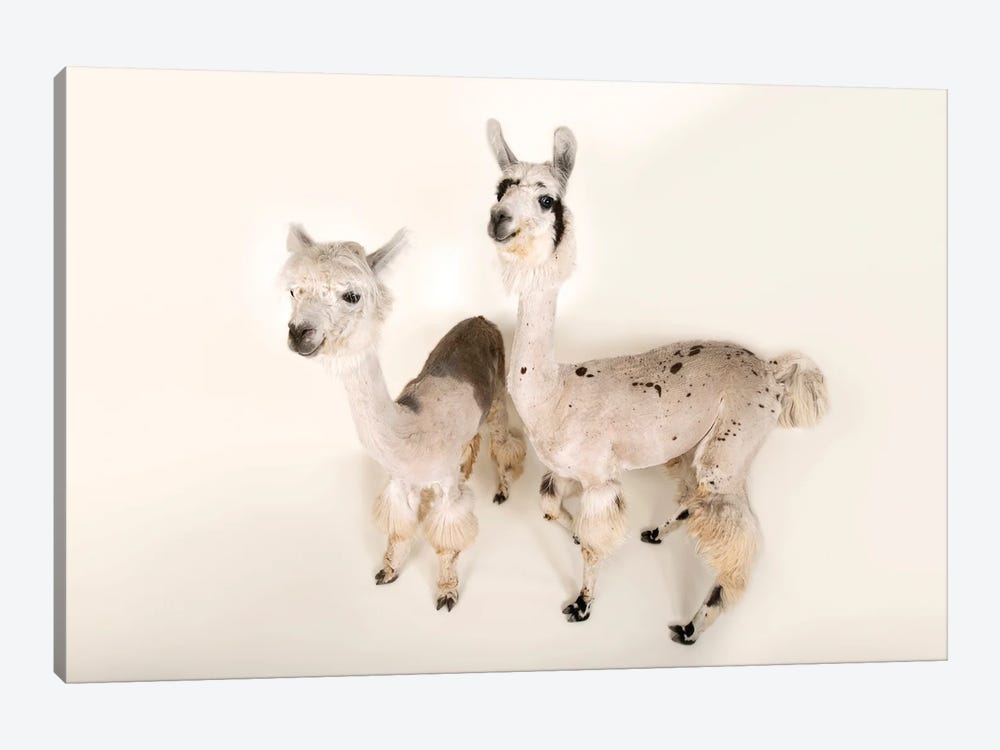 Llamas After A Recent Summer Haircut At The Lincoln Children's Zoo by Joel Sartore 1-piece Canvas Art Print