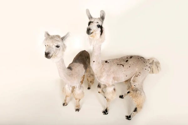 Joel Sartore: Llamas After A Recent Summer Haircut At The Lincoln Children's Zoo by Joel Sartore