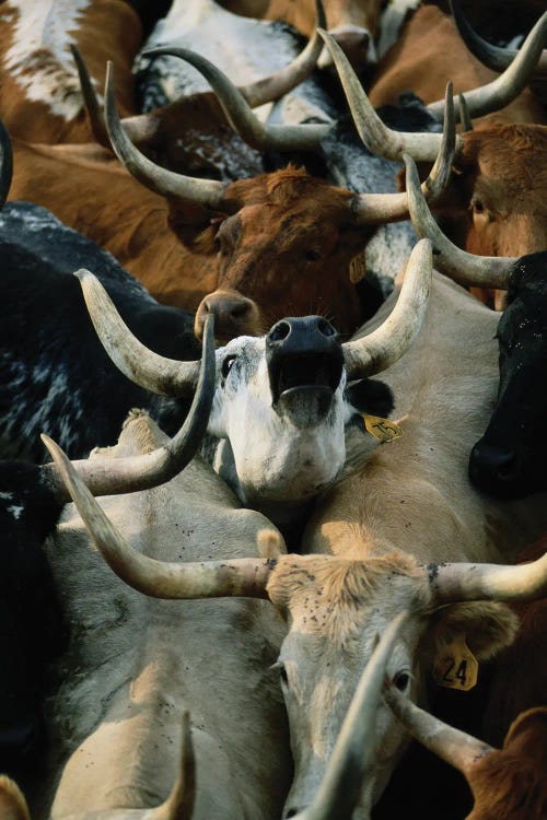 Longhorn Cattle Are Rounded Up At The Fort Niobrara National Wildlife Refuge Near Valentine, Nebraska by Joel Sartore wall art