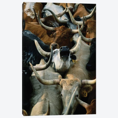 Longhorn Cattle Are Rounded Up At The Fort Niobrara National Wildlife Refuge Near Valentine, Nebraska Canvas Print #SRR294} by Joel Sartore Canvas Wall Art