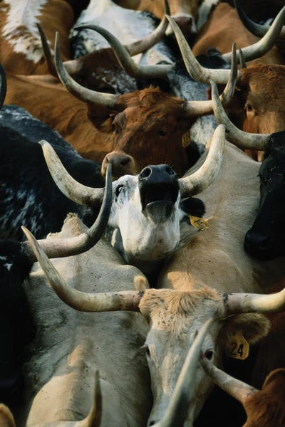 Longhorn Cattle Are Rounded Up At The Fort Niobrara National Wildlife Refuge Near Valentine, Nebraska