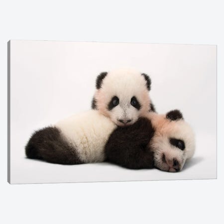 Mei Lun And Mei Huan, The Twin Giant Panda Cubs At Zoo Atlanta Canvas Print #SRR295} by Joel Sartore Canvas Wall Art