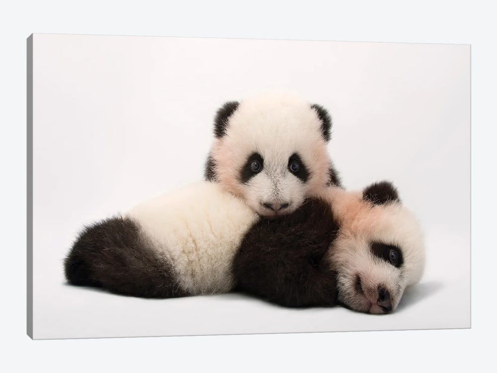 Mei Lun And Mei Huan, The Twin Giant Panda Cubs At Zoo Atlanta by Joel Sartore 1-piece Canvas Print
