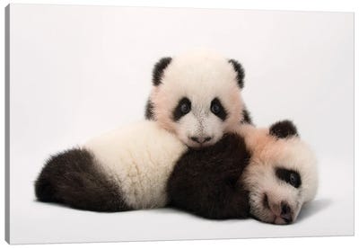 Mei Lun And Mei Huan, The Twin Giant Panda Cubs At Zoo Atlanta Canvas Art Print - Baby Animal Art