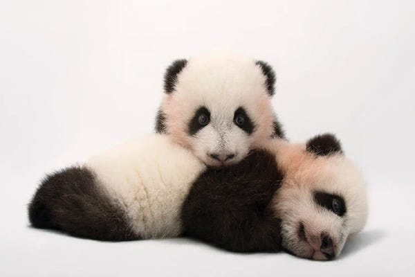 Baby Animals: Mei Lun And Mei Huan, The Twin Giant Panda Cubs At Zoo Atlanta by Joel Sartore