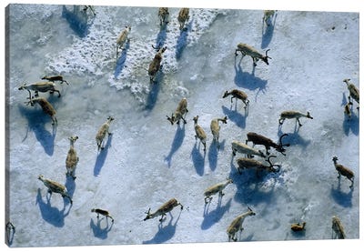 Members Of The Central Arctic Caribou Herd On A Snow Bank Near The Edge Of The Arctic National Wildlife Refuge Canvas Art Print - Joel Sartore