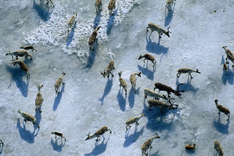 Members Of The Central Arctic Caribou Herd On A Snow Bank Near The Edge Of The Arctic National Wildlife Refuge