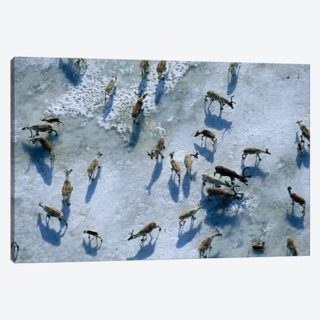 Members Of The Central Arctic Caribou Herd On A Snow Bank Near The Edge Of The Arctic National Wildlife Refuge Canvas Print #SRR296} by Joel Sartore Canvas Wall Art