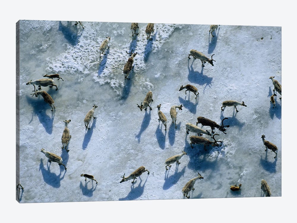 Members Of The Central Arctic Caribou Herd On A Snow Bank Near The Edge Of The Arctic National Wildlife Refuge by Joel Sartore 1-piece Canvas Artwork