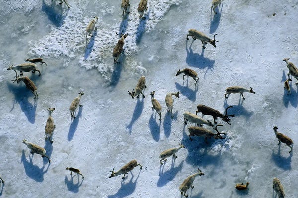 Members Of The Central Arctic Caribou Herd On A Snow Bank Near The Edge Of The Arctic National Wildlife Refuge