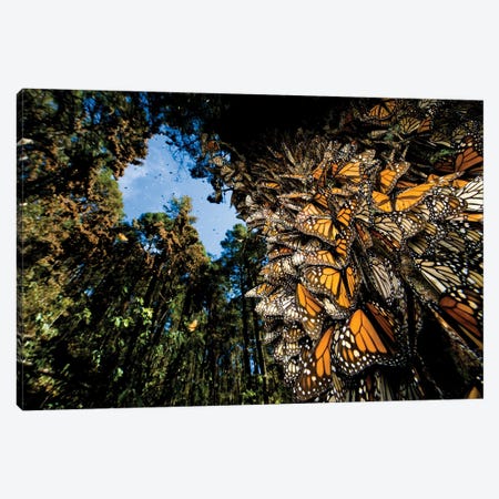Millions Of Monarch Butterflies Roost On The Sierra Chincua Near Angangueo, Mexico I Canvas Print #SRR297} by Joel Sartore Canvas Wall Art
