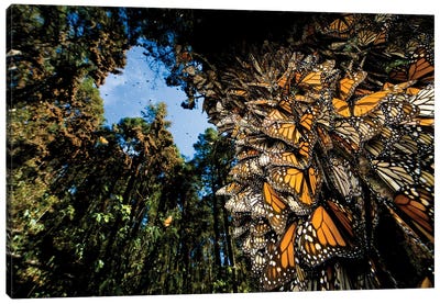 Millions Of Monarch Butterflies Roost On The Sierra Chincua Near Angangueo, Mexico I Canvas Art Print - Joel Sartore