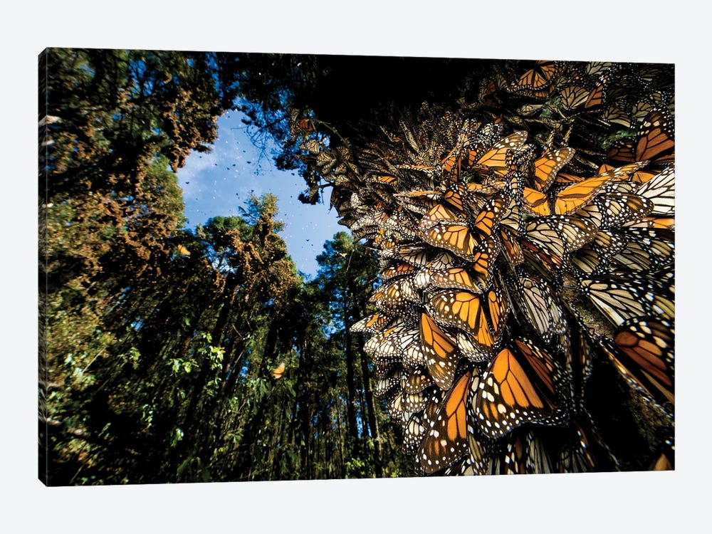 Millions Of Monarch Butterflies Roost On The Sierra Chincua Near Angangueo, Mexico I by Joel Sartore 1-piece Canvas Print