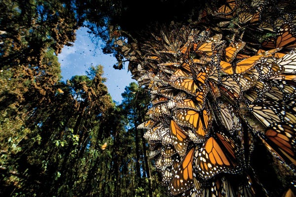 Joel Sartore: Millions Of Monarch Butterflies Roost On The Sierra Chincua Near Angangueo, Mexico I by Joel Sartore