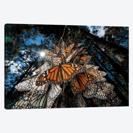 Millions Of Monarch Butterflies Roost On The Sierra Chincua Near Angangueo, Mexico II Canvas Print #SRR298} by Joel Sartore Art Print