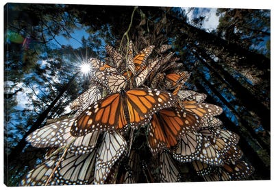 Millions Of Monarch Butterflies Roost On The Sierra Chincua Near Angangueo, Mexico II Canvas Art Print - Monarch Butterflies