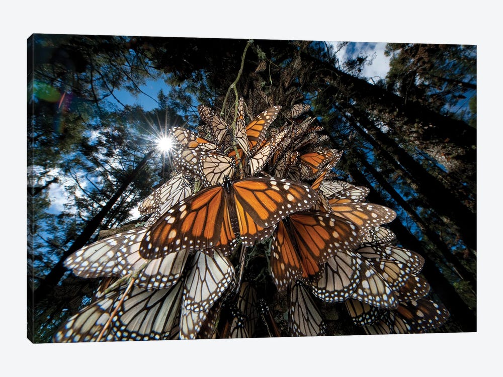 Millions Of Monarch Butterflies Roost On The Sierra Chincua Near Angangueo, Mexico II by Joel Sartore 1-piece Canvas Artwork