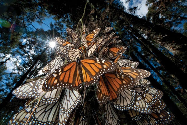 Butterflies: Millions Of Monarch Butterflies Roost On The Sierra Chincua Near Angangueo, Mexico II by Joel Sartore