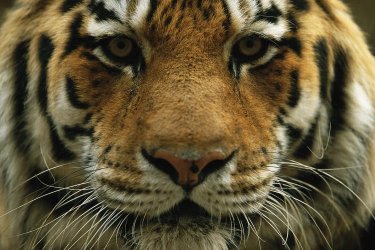 A Close View Of The Face Of A Male Siberian Tiger At Omaha‚ Henry Doorly Zoo And Aquarium