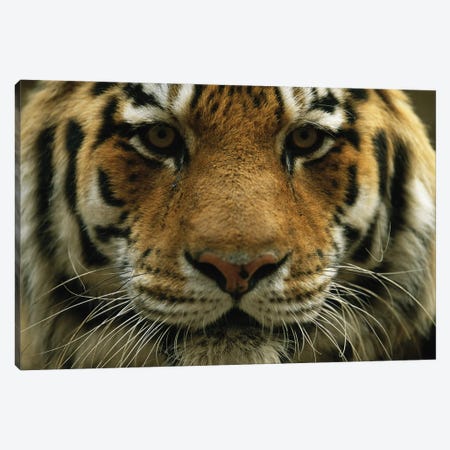 A Close View Of The Face Of A Male Siberian Tiger At Omaha‚ Henry Doorly Zoo And Aquarium Canvas Print #SRR29} by Joel Sartore Art Print