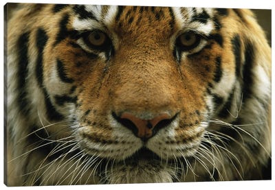 A Close View Of The Face Of A Male Siberian Tiger At Omaha‚ Henry Doorly Zoo And Aquarium Canvas Art Print - Joel Sartore