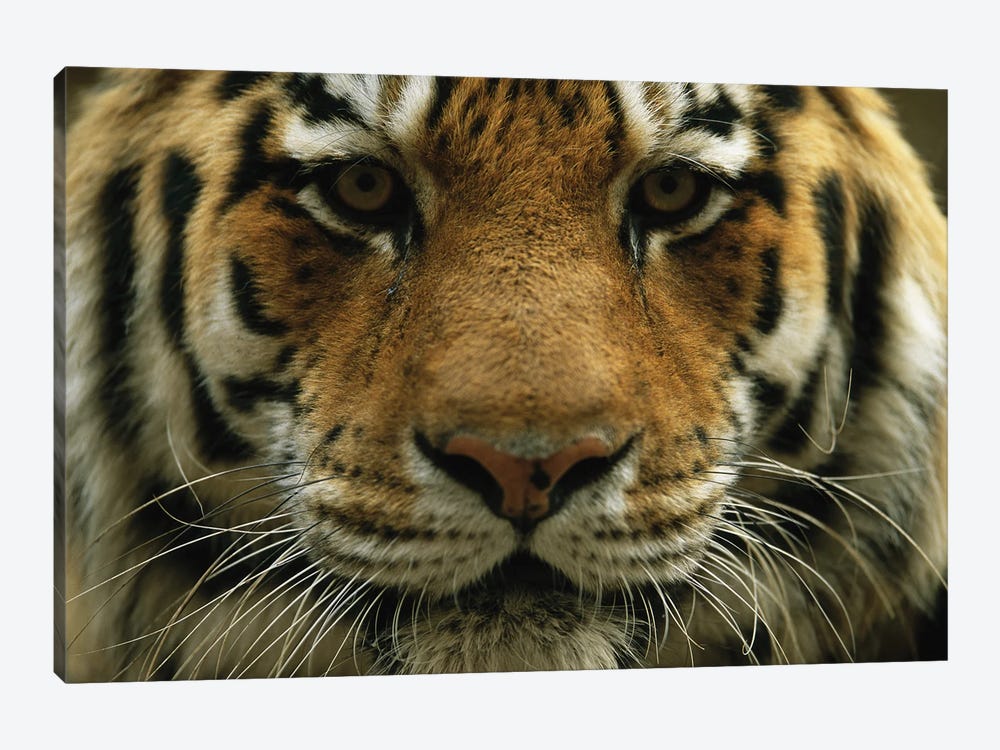 A Close View Of The Face Of A Male Siberian Tiger At Omaha‚ Henry Doorly Zoo And Aquarium by Joel Sartore 1-piece Canvas Print