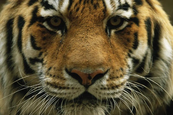 Joel Sartore: A Close View Of The Face Of A Male Siberian Tiger At Omaha‚ Henry Doorly Zoo And Aquarium by Joel Sartore