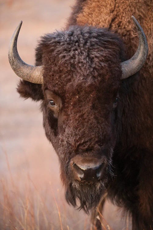 A Bison On A Ranch Near Valentine, Nebraska