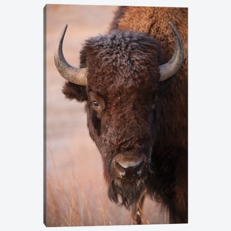 A Bison On A Ranch Near Valentine, Nebraska Canvas Print #SRR2} by Joel Sartore Canvas Art Print